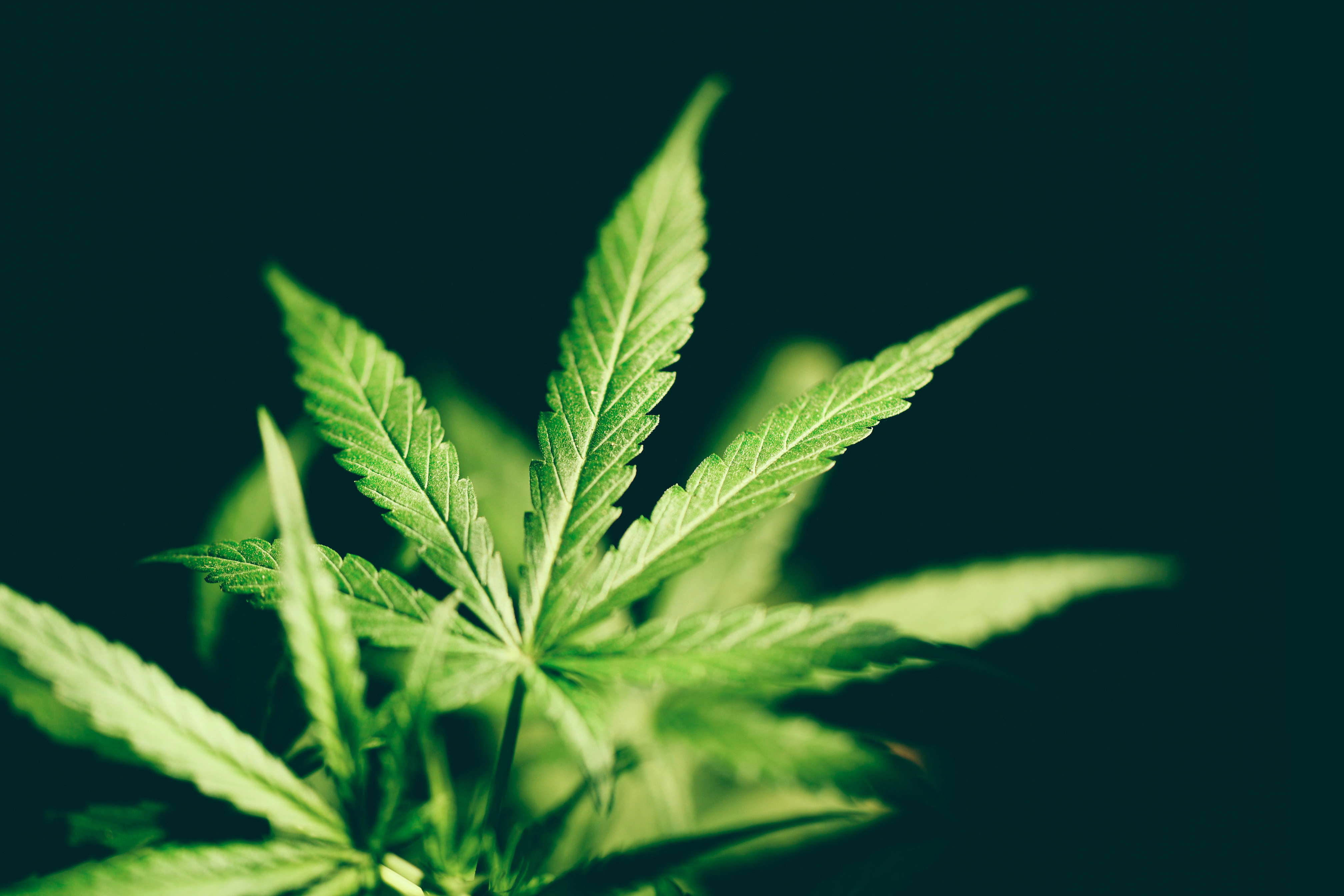 Blätter einer Cannabispflanze vor schwarzem Hintergrund