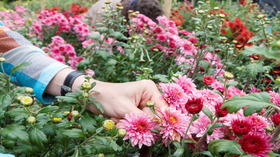 Eine Hand pflegt Blumen in einer Gärtnereianlage