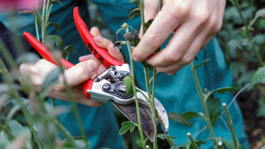 Pflanzen werden gestutzt mit einer Rosenschere 