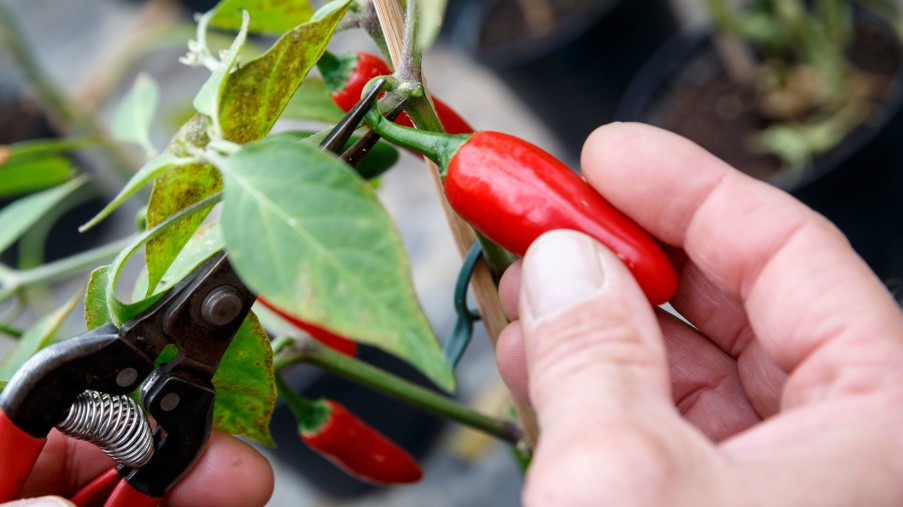 eine Hand die Eine Chilischote die noch an einer Pflanze hängt festhält