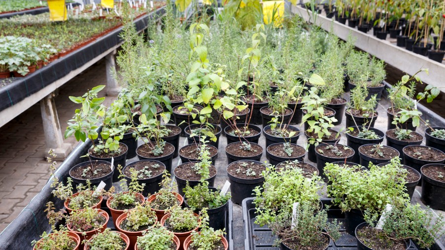 Eine Reihe von Pflanzentöpfen in einem Gewächshaus