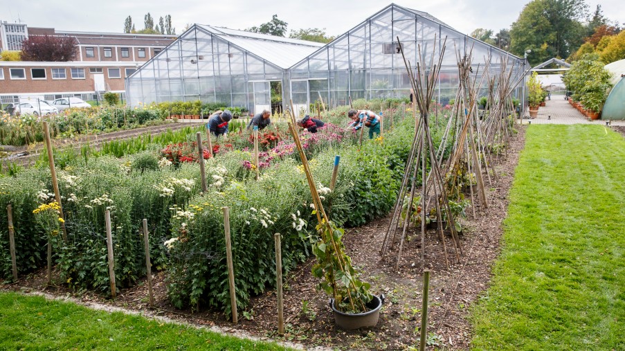 Viele Nutzplanzen in einer Gärtnerei