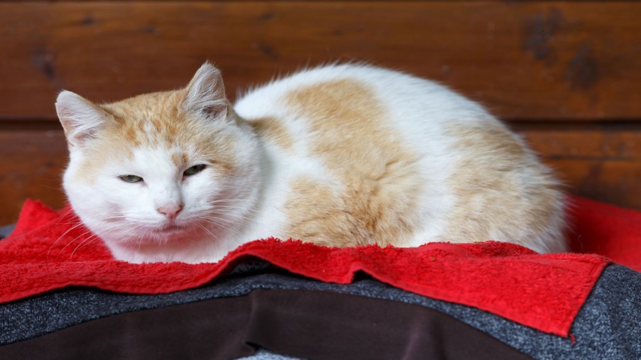 Ein rot-weißer Kater liegt auf einer roten Decke