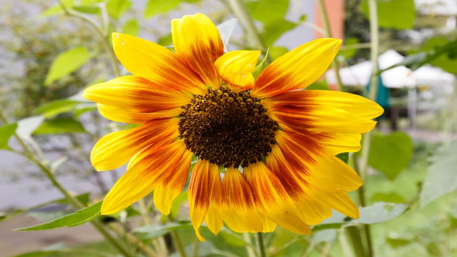Sonnenblume im Garten des Hauses