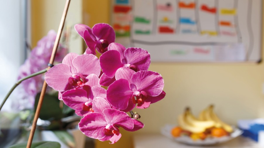 Eine pinke Orchidee steht auf der Fensterbank im Vordergrund, dahinter hängt ein Wochenplan an einer gelben Wand