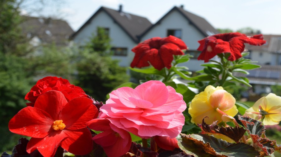 Blick vom Balkon mit Blumen